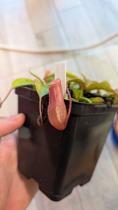 Nepenthes Ventricosa x Sibuyanensis | Planta Carnivora Urcior