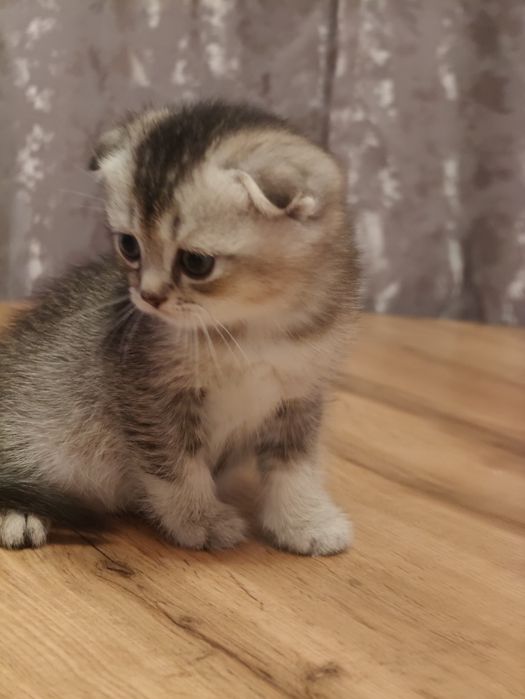 Фолды Котята Тикированые мальчик и девочка