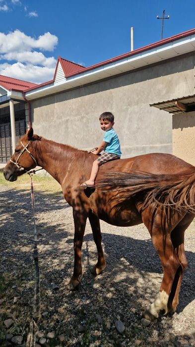 Biya sotiladi juda aqili