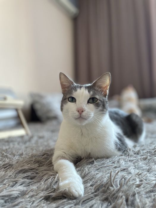 Отдам кота в хорошие руки