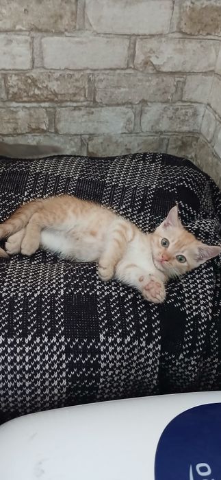 Отдам красивеньких котят