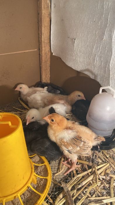 Балапандар пародистый