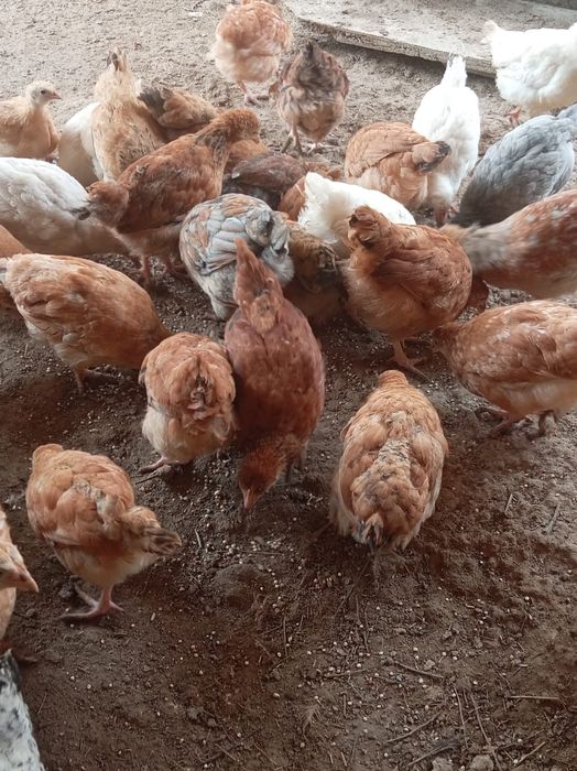 Балапандар сатылады.