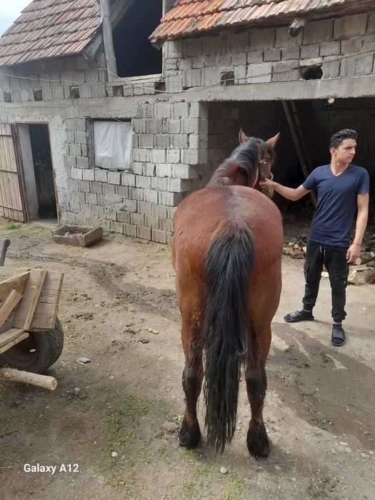 Mâzâ de vâzare 2 an jumate