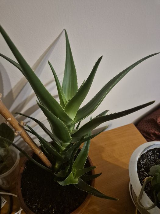 Алое вера  цвете