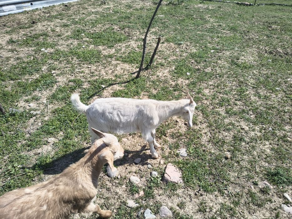 Козлята молочной породы.