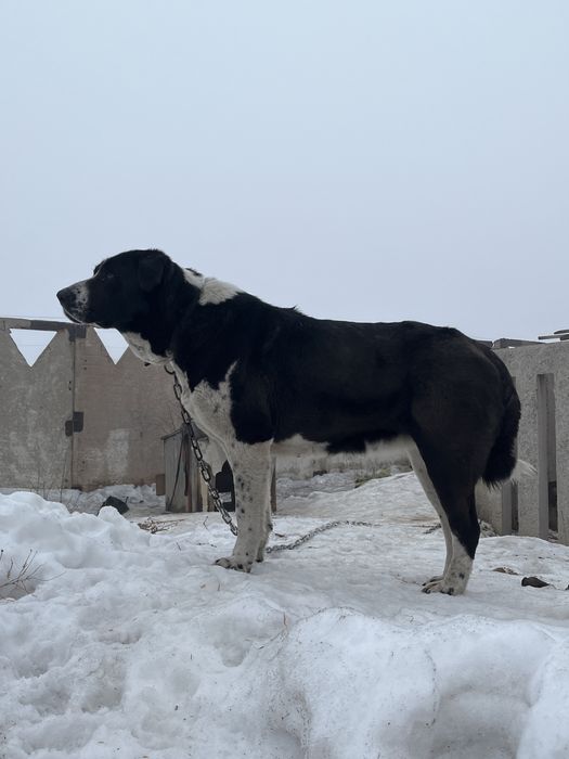 Продам тобет, девочка