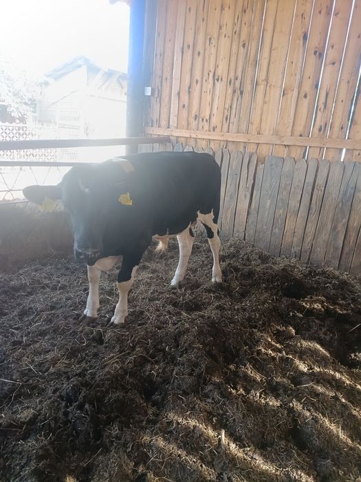 Vand vitei 200-300kg .mai multe informatii la telefon