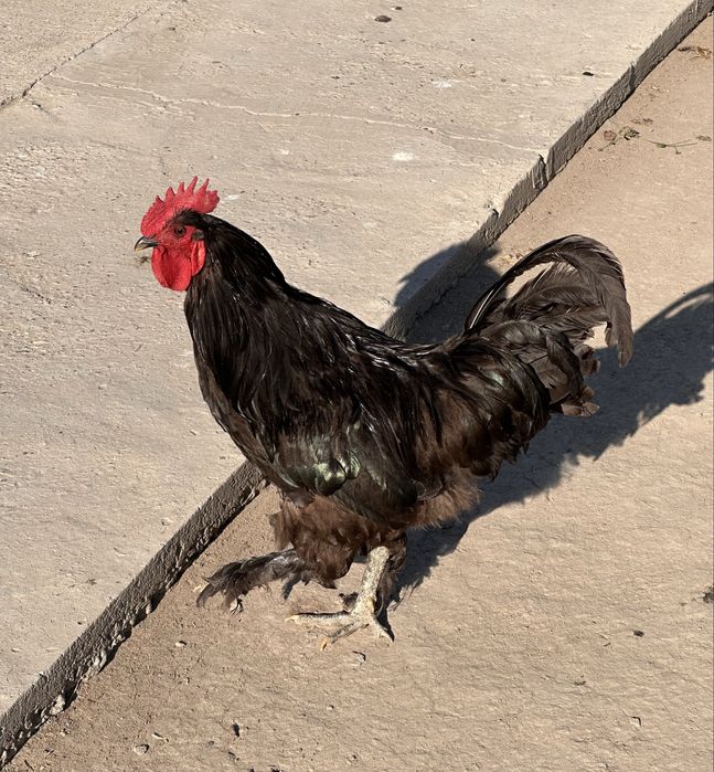 Продам кур, цыплят