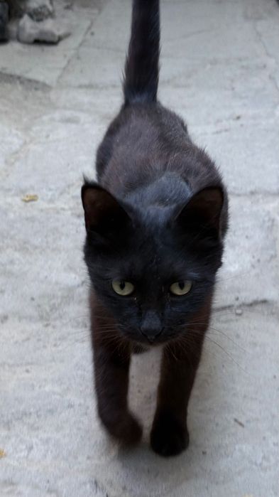 Mushuk bor. Yaxshi qaraydigan odamga tekinga beraman. Qop qora.