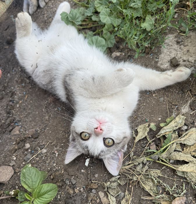 Отдадим котенка БЕСПЛАТНО