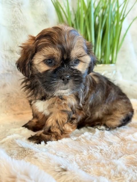 Fetita bichon havanez