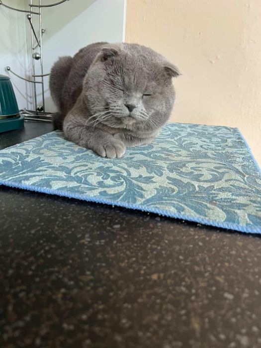 Mushuk Sicotish fold serey