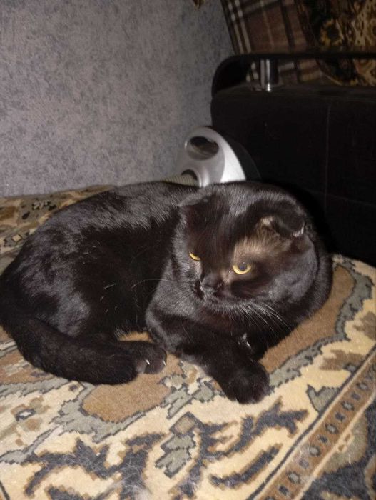 Красивые кошки разных цветов и пород