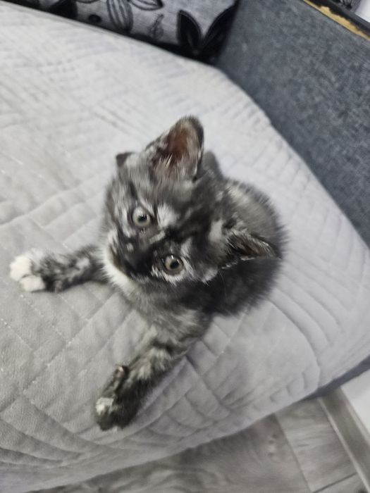 Отдам котят в добрые руки !
