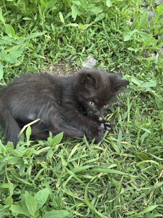 Отдалим котят в хорошие руки