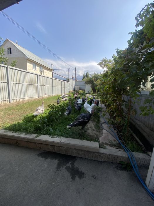 Продам индюков уены разные