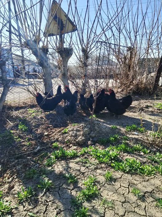 Куры Астролорп 10 шт