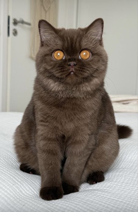 Котята Британские Короткошерстные