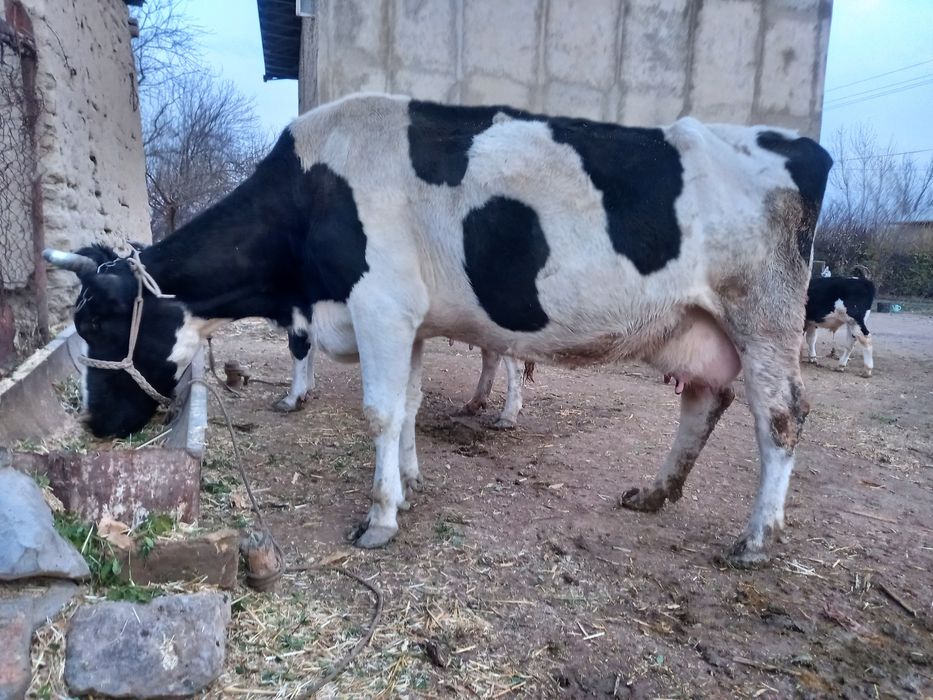 Rassiski sigirlar sotiladi buğoz manzil samarqand