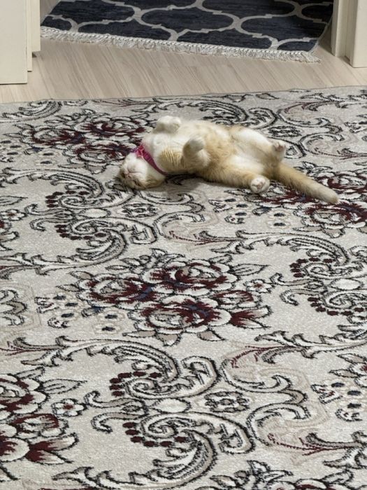 Скотиш котонёк продаётся