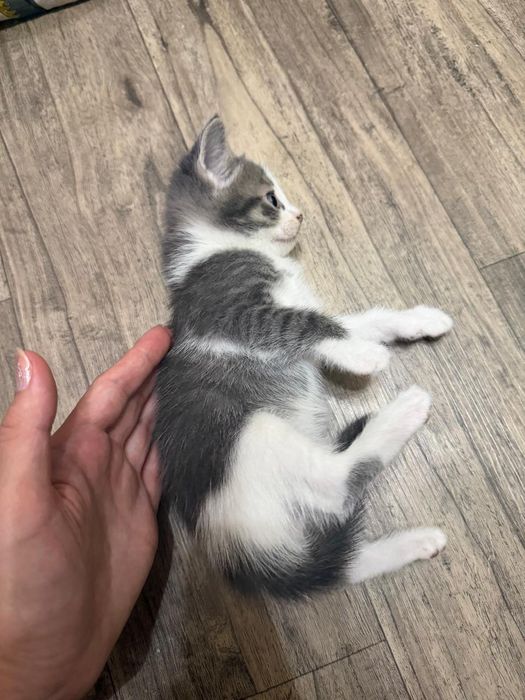 Котята Подарки для дома и души