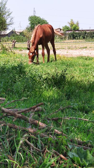 Пойгачи от зотидан