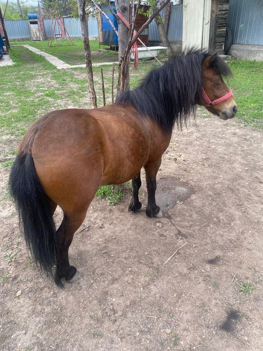 Продам пони 3г.жеребец