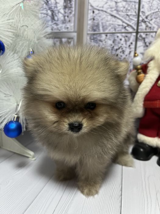 Щенки шпица