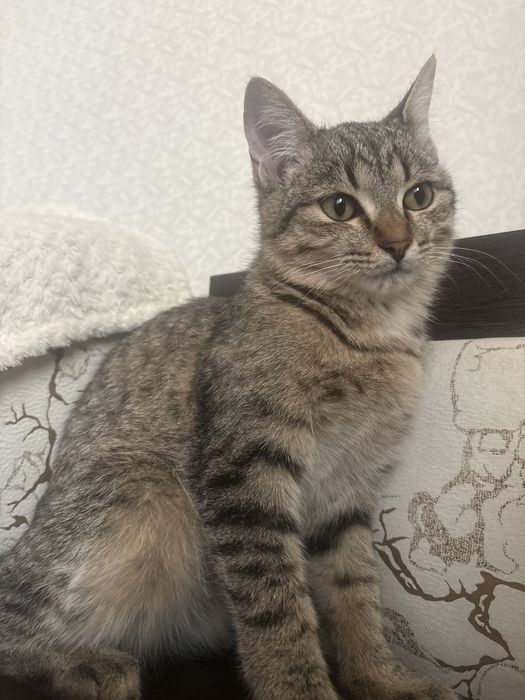 Отдам кота в хорошие руки