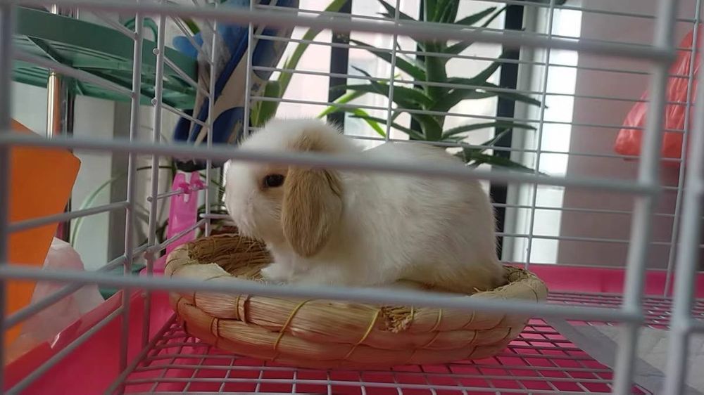 Karlik o'smaydigan quyonchalar O'zbekistonda