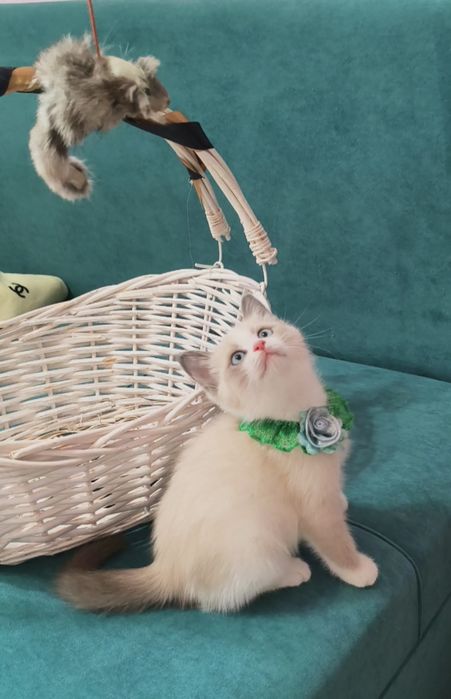 Котенок породистый