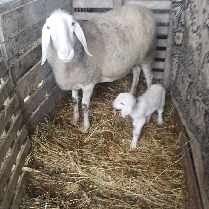 Oi de vânzare Bergamasca