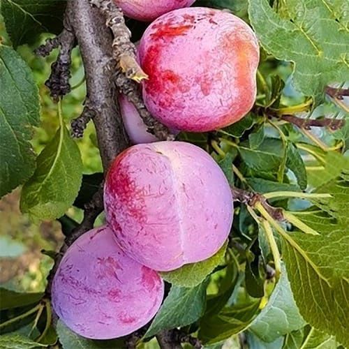 Pomi fructiferi pitici [Dwarf]soiuri de prun