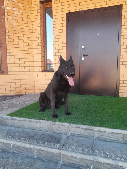 Вязка восточно-европейской овчарки