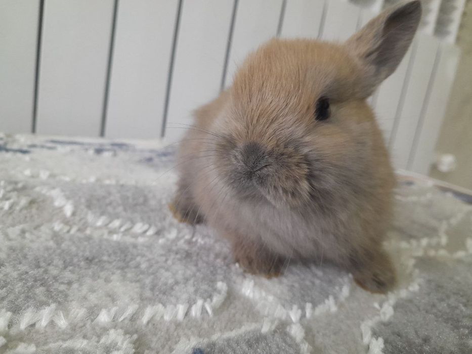 Quyon bolasi karlik 1 oyli