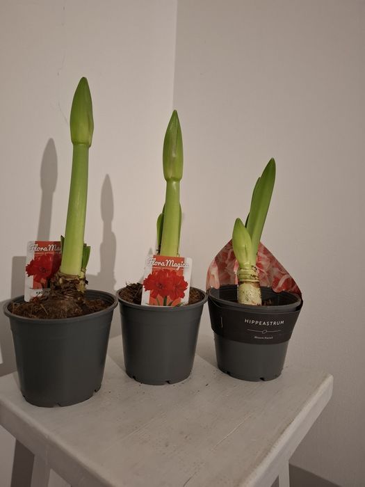 Луковицы амариллиса в горшке