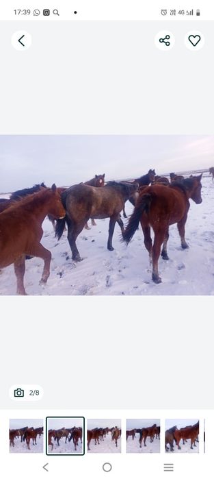 Продам лошади согым.