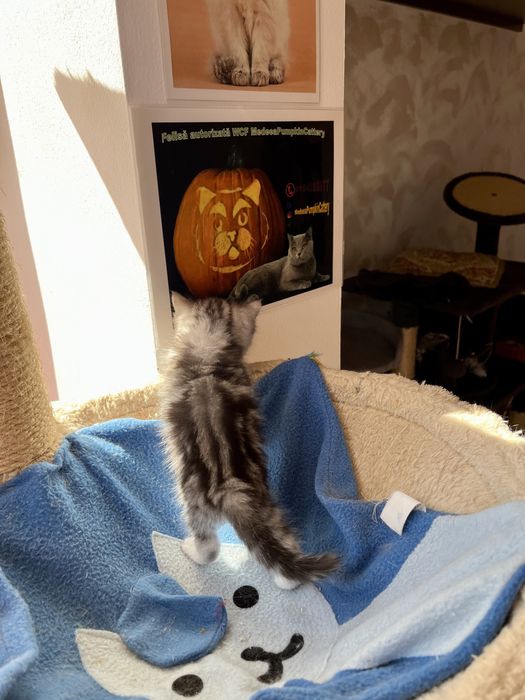 British shorthair black tabby