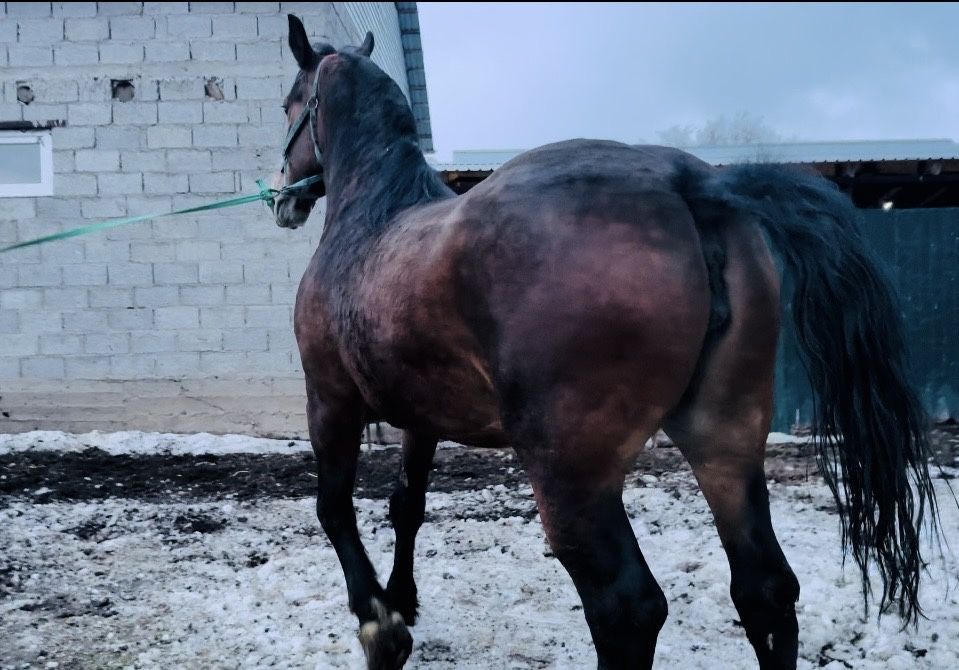 Продам Элитную Кобылу