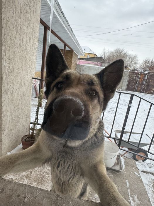 Продам восточно европейскую овчарку