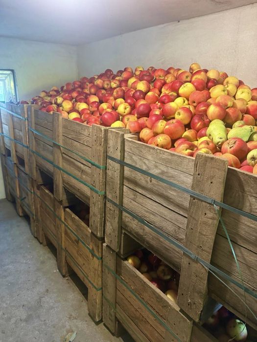 Mere Ionatan de vânzare – 1,5 lei/kg