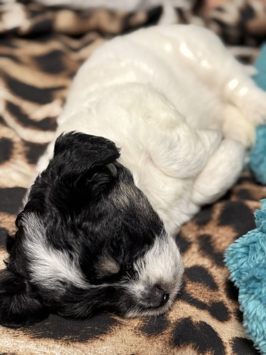 Fetița frumoasa si educata