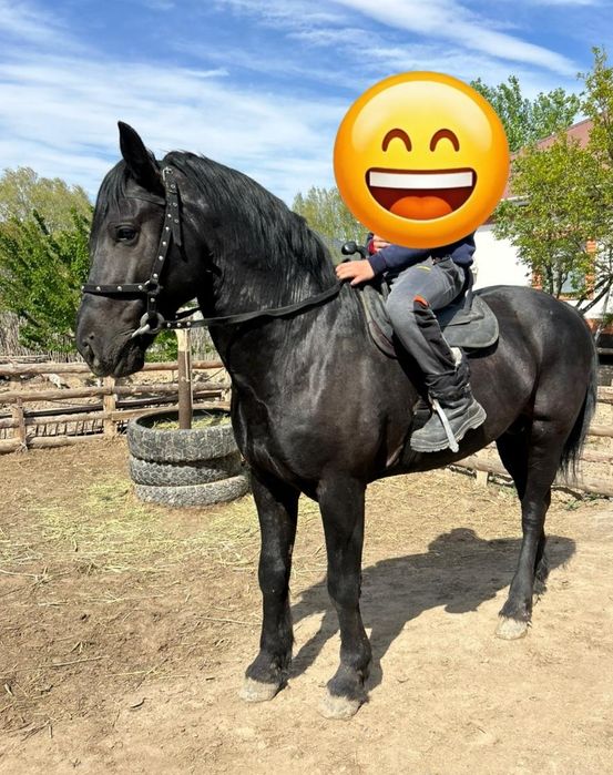 Жылқы сатылады срочно