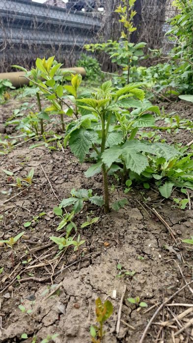 Продам саженца ремонтантной малины