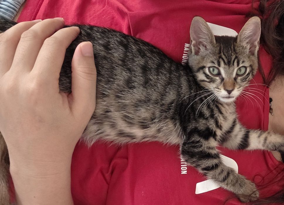 Adoptie Motanel 3 luni, cantaret, vaccinat FIV FeLV negativ