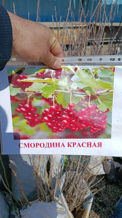 Меркінің көшеті сатылады