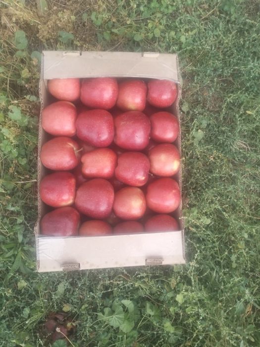 Яблоки свежие, урожай 2025