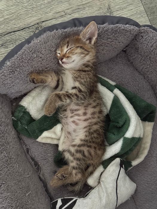 Отдадим котёнка девочка в хорошие руки