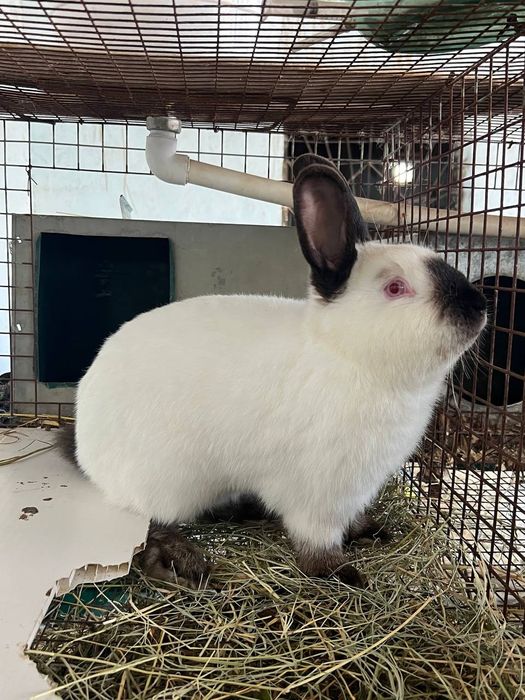 Kalif Kaliforniya qoshli Калифорния калиф кошли  кролик quy